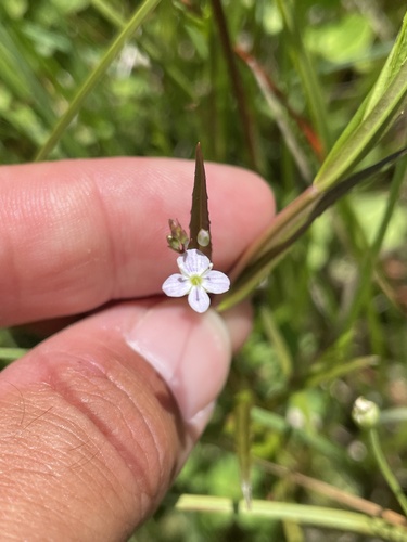 Marsh Speedwell (Veronica scutellata)
