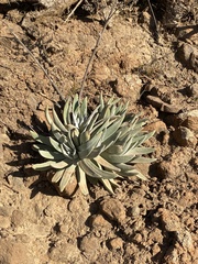 Dudleya virens insularis