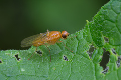 Psila fimetaria