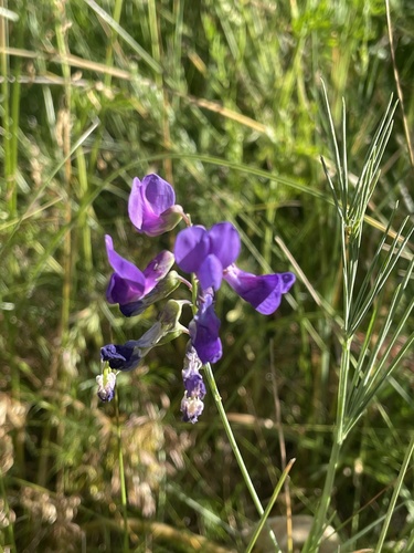 Bauhin's pea (Lathyrus bauhini)