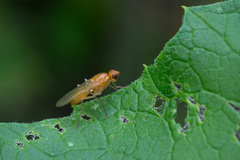 Psila fimetaria