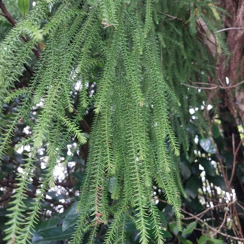 Dacrydium cupressinum
