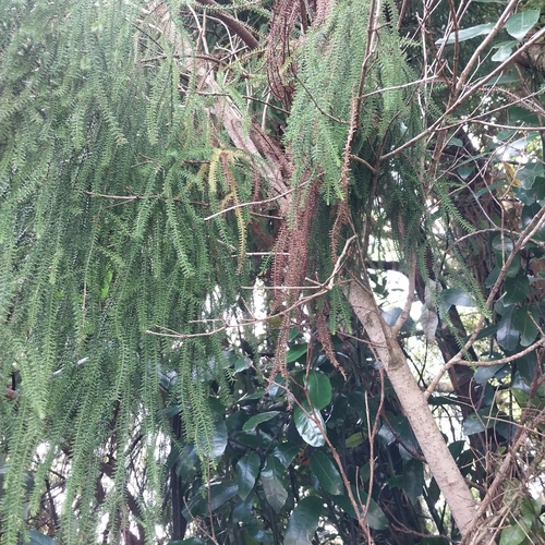 Dacrydium cupressinum