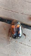 Oryctomorphus bimaculatus