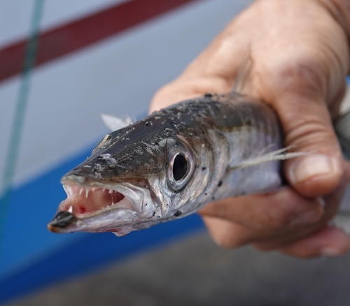 Yellowmouth barracuda (Sphyraena viridensis) — Sphyraenidae — 2
