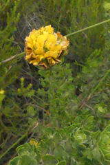 Aspalathus securifolia