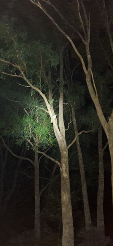 Powerful Owl (Ninox strenua), photo 8