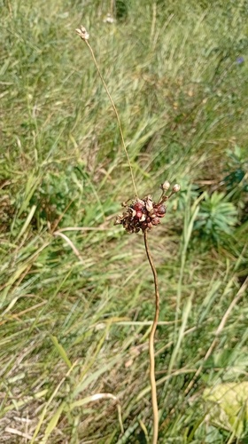 Sand Leek (Allium scorodoprasum)