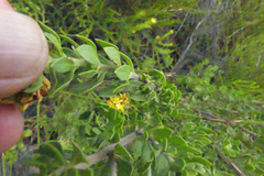 Aspalathus securifolia