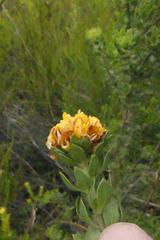 Aspalathus securifolia