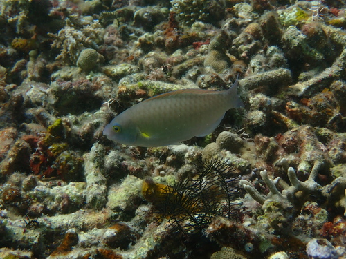 Yellowfin parrotfish (Scarus flavipectoralis) — Scaridae — 5