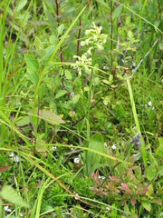 Platanthera clavellata image