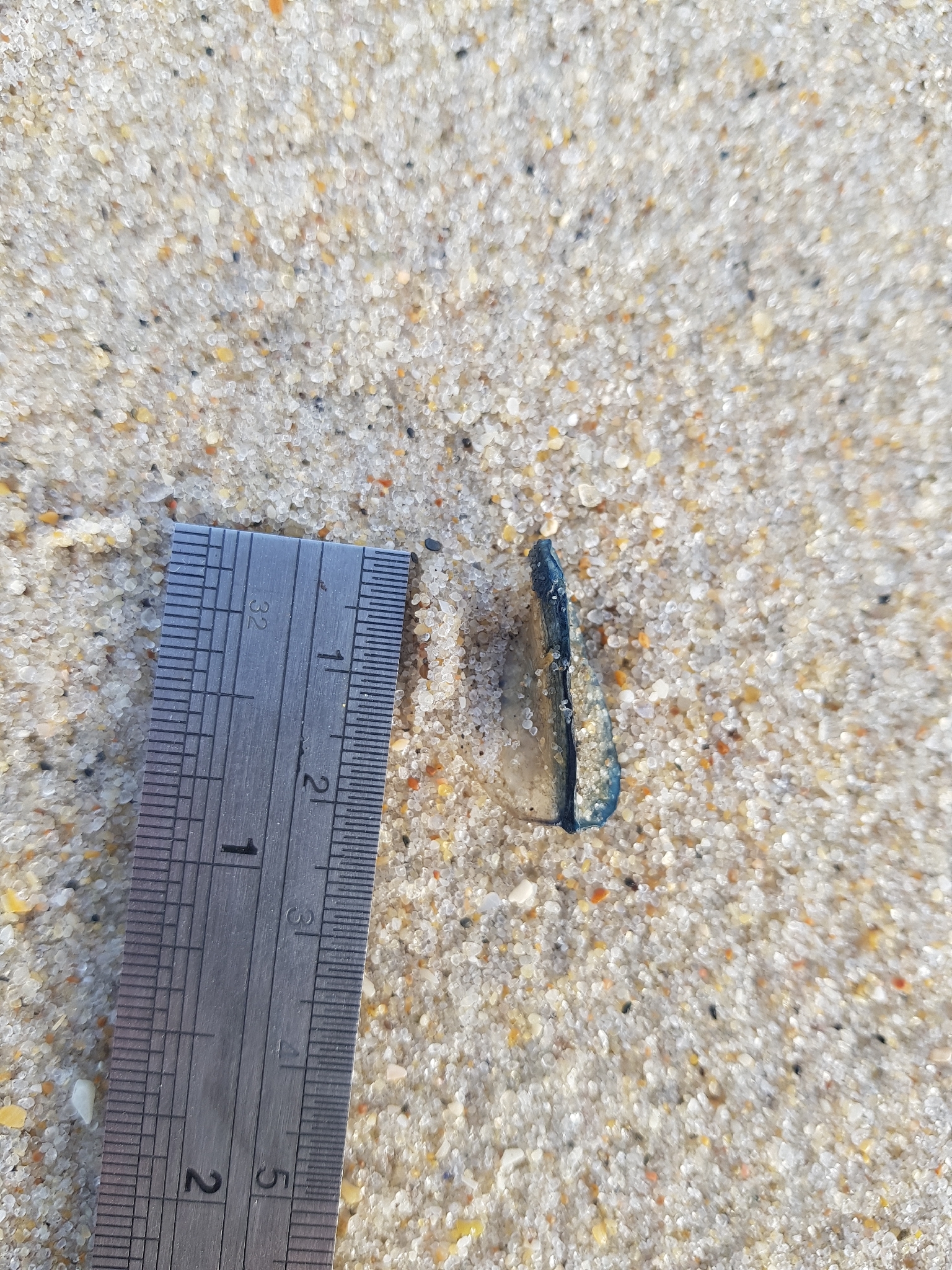 Velella velella (Linnaeus, 1758)