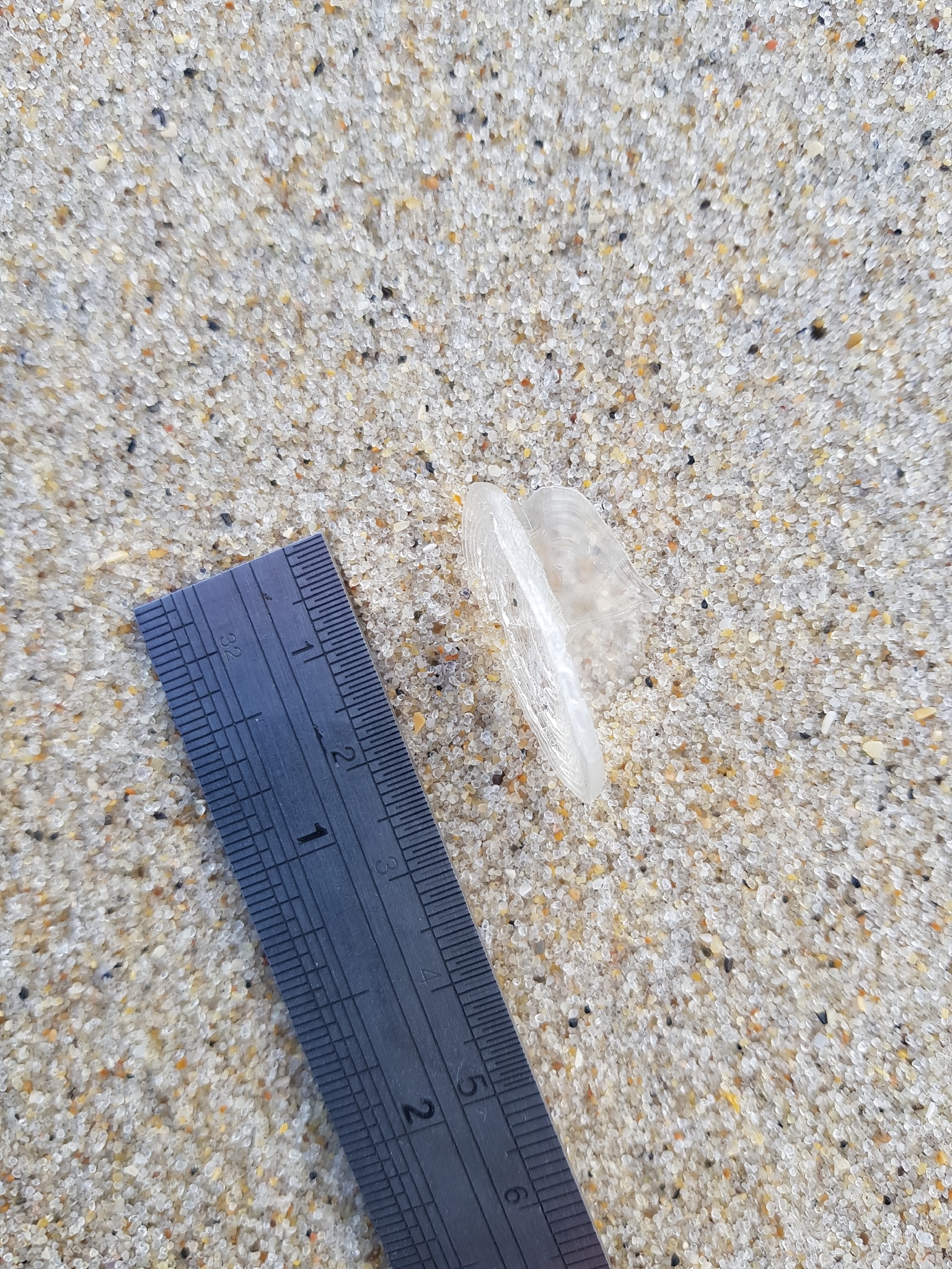 Velella velella (Linnaeus, 1758)