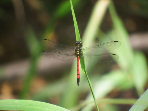 Agrionoptera insignis
