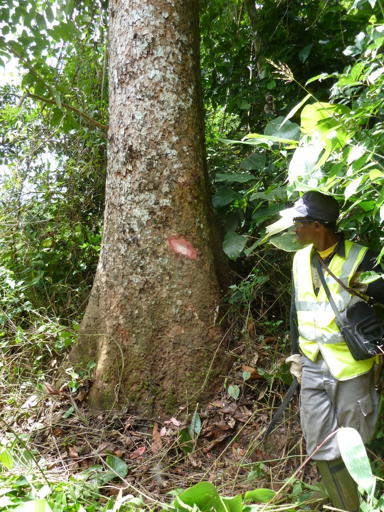Khaya grandifoliola (Large-Leaved Mahogany)