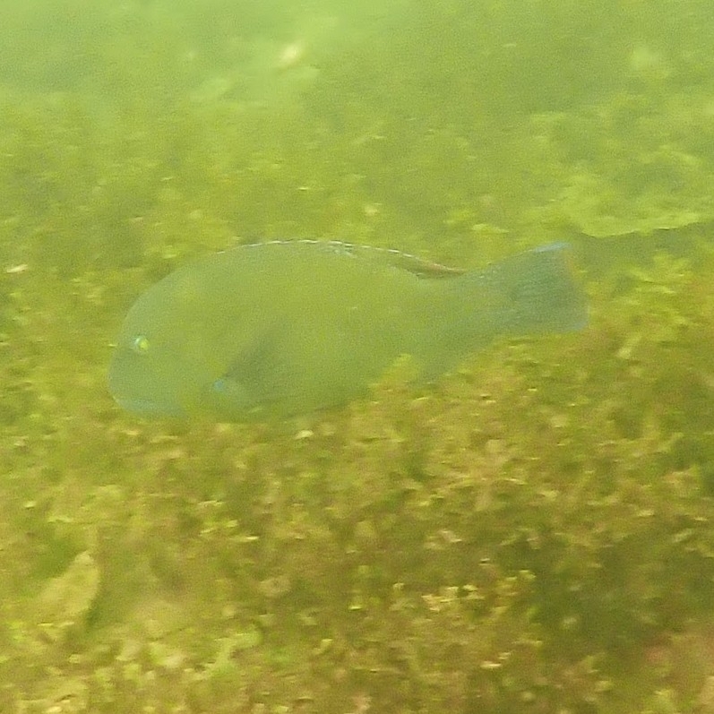 Blackspot Tuskfish