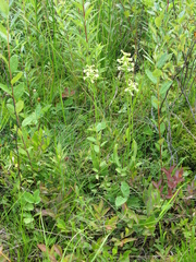 Platanthera clavellata image