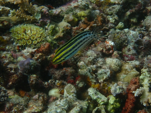 Black-banded blenny (Meiacanthus grammistes) — Blenniidae