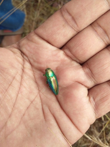 Lampetis fastuosa