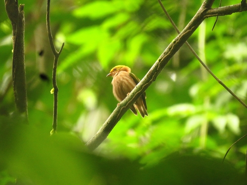 Fiery-capped Manakin