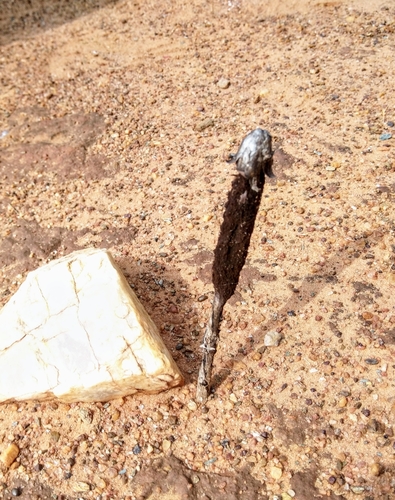 Desert Shaggymane