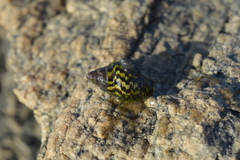 Burnupena catarrhacta