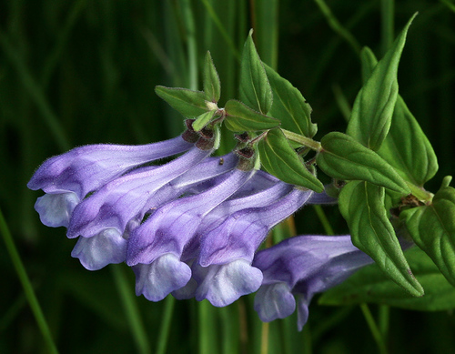 Scutellaria hastifolia L.