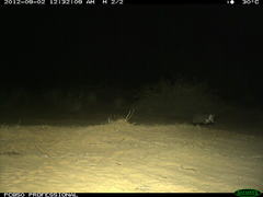 Paraechinus aethiopicus