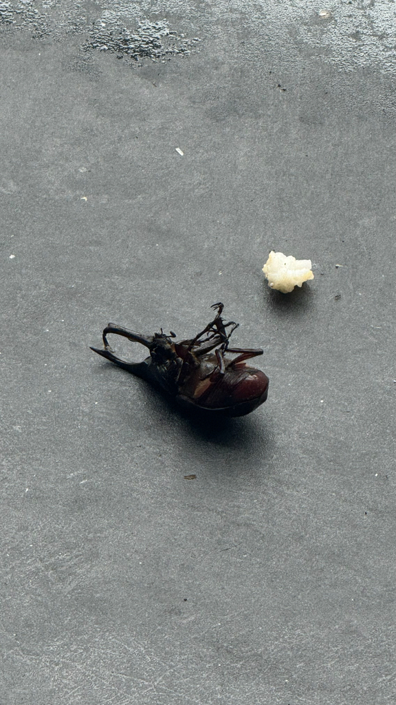 Elephant Beetle (Xylotrupes gideon)