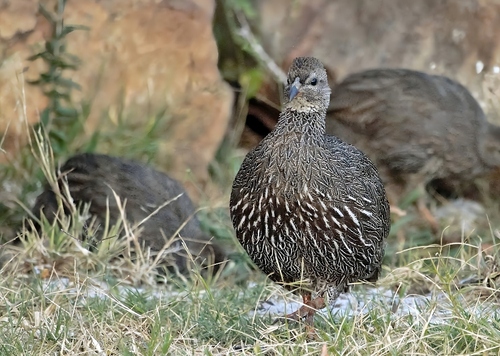 Cape Spurfowl (Pternistis capensis)