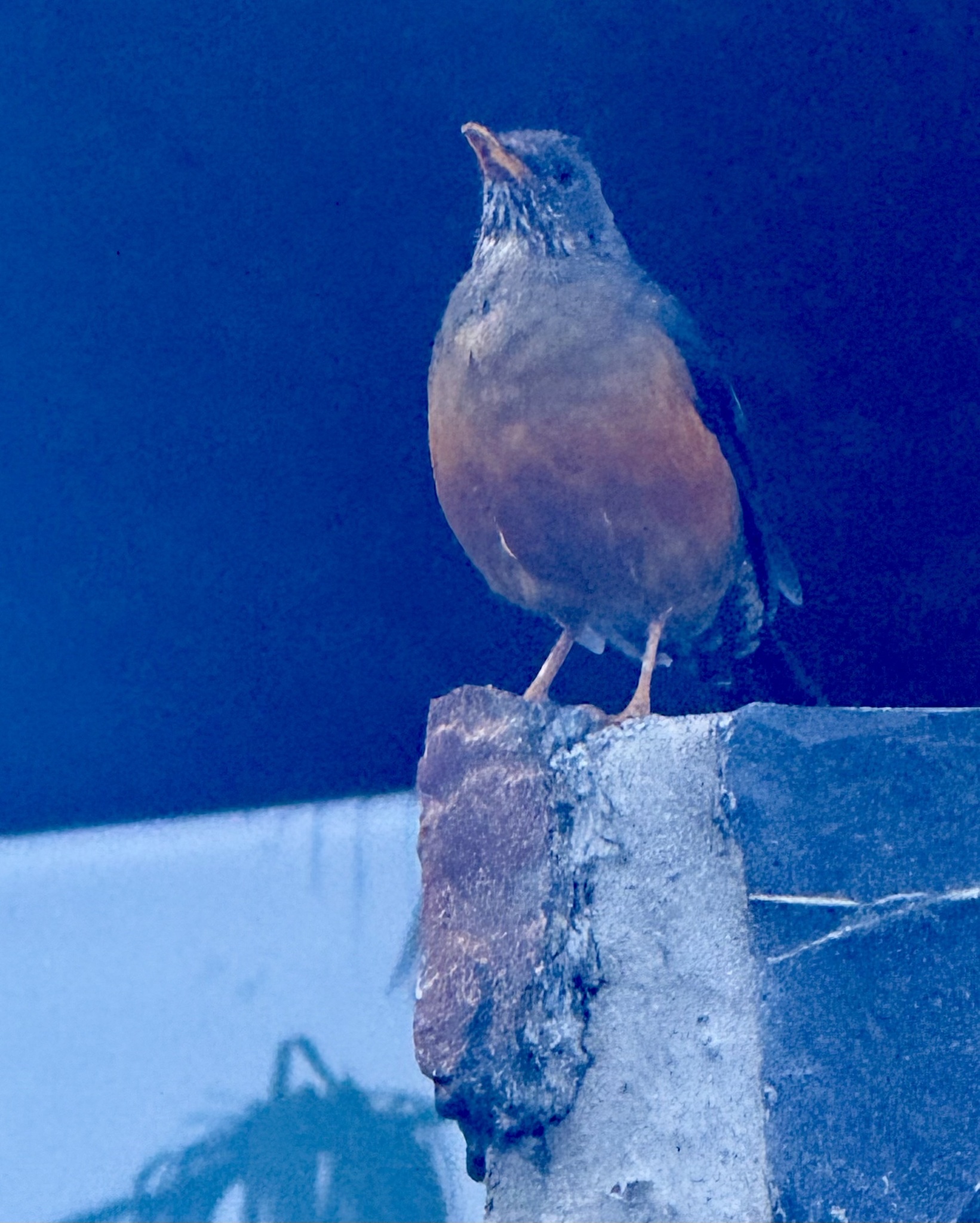 Olive Thrush (Turdus olivaceus), photo 1