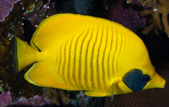 Chaetodon semilarvatus