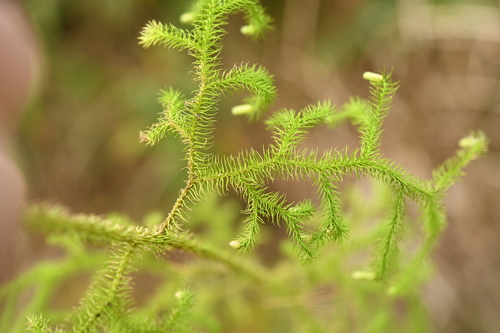 staghorn clubmoss