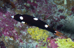 Bodianus axillaris