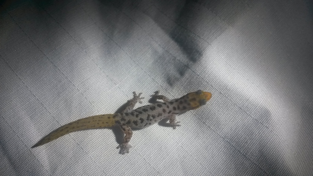 Eastern Least Gecko