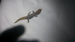 Sphaerodactylus leucaster