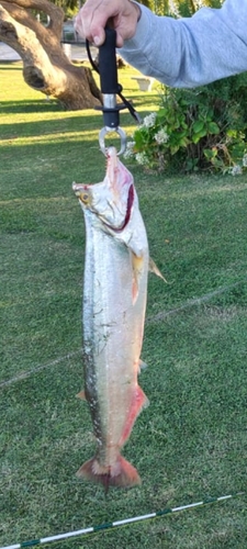 Rhaphiodon vulpinus