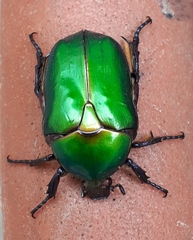 Protaetia cuprea cuprea