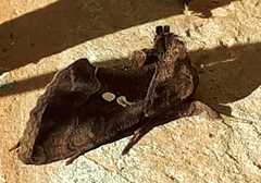 Autographa pulchrina