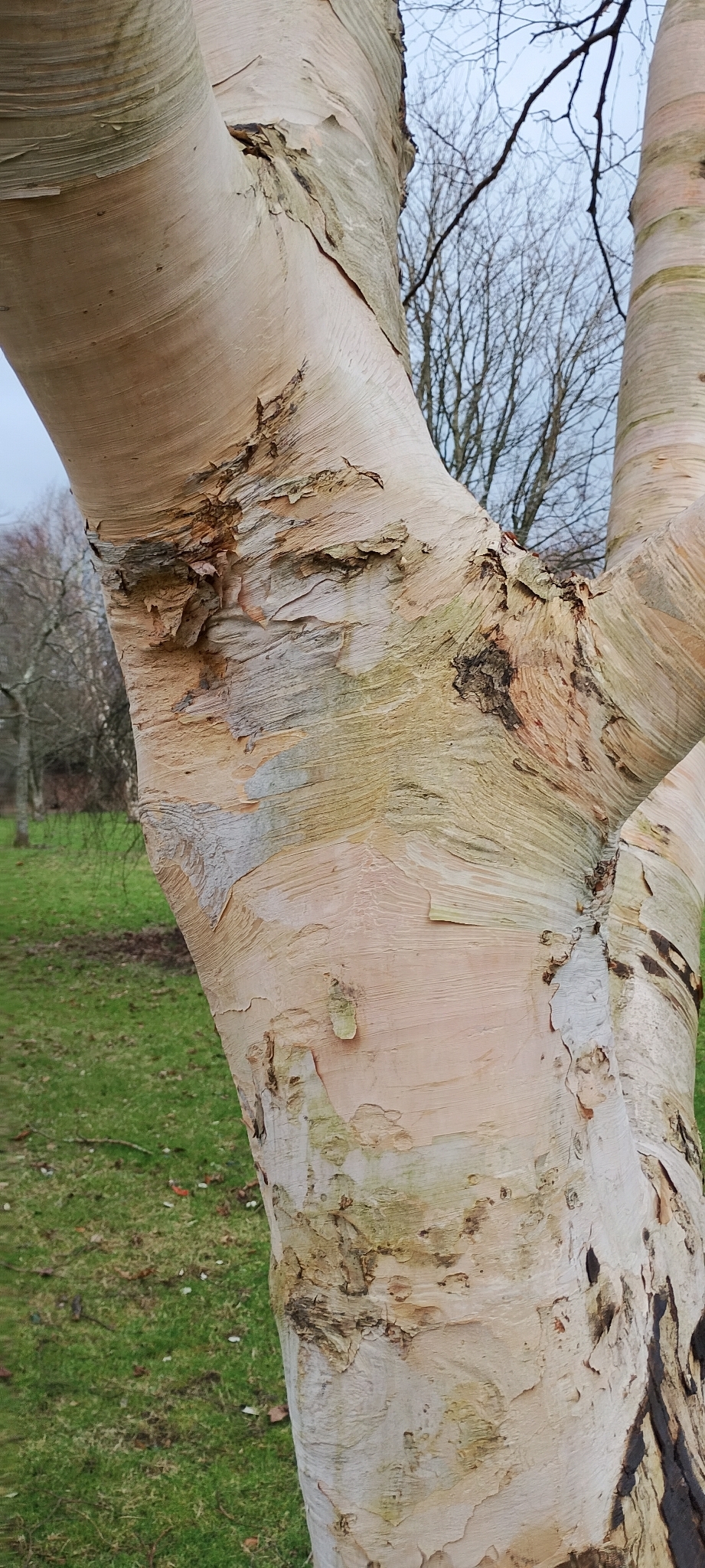 Himalayan birch