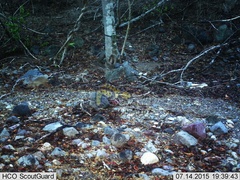 Sylvilagus cunicularius insolitus