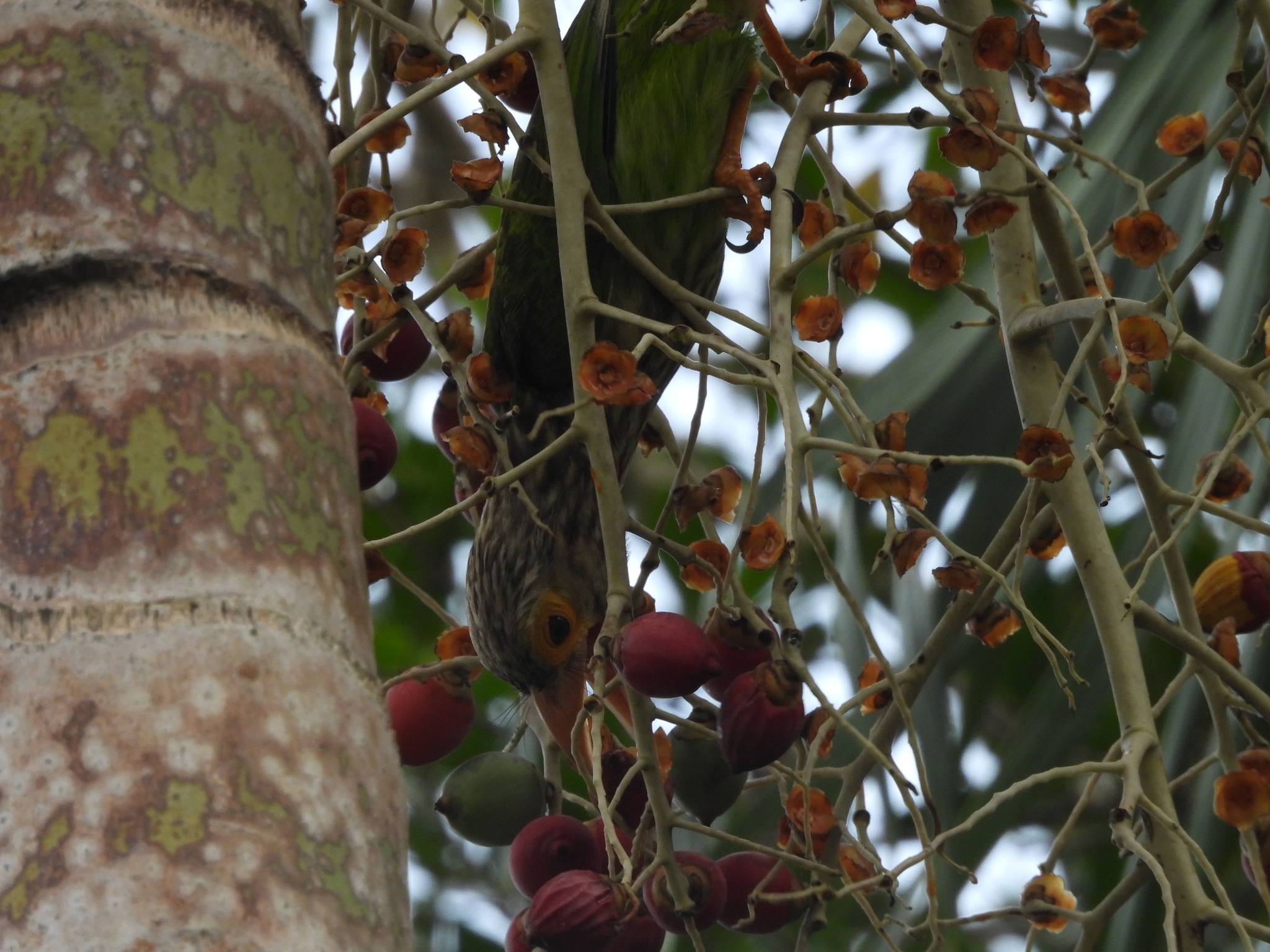 Lineated Barbet (Psilopogon lineatus), photo 1