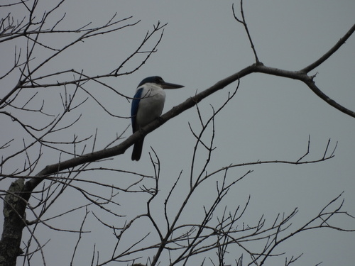 Collared Kingfisher (Todiramphus chloris), photo 5
