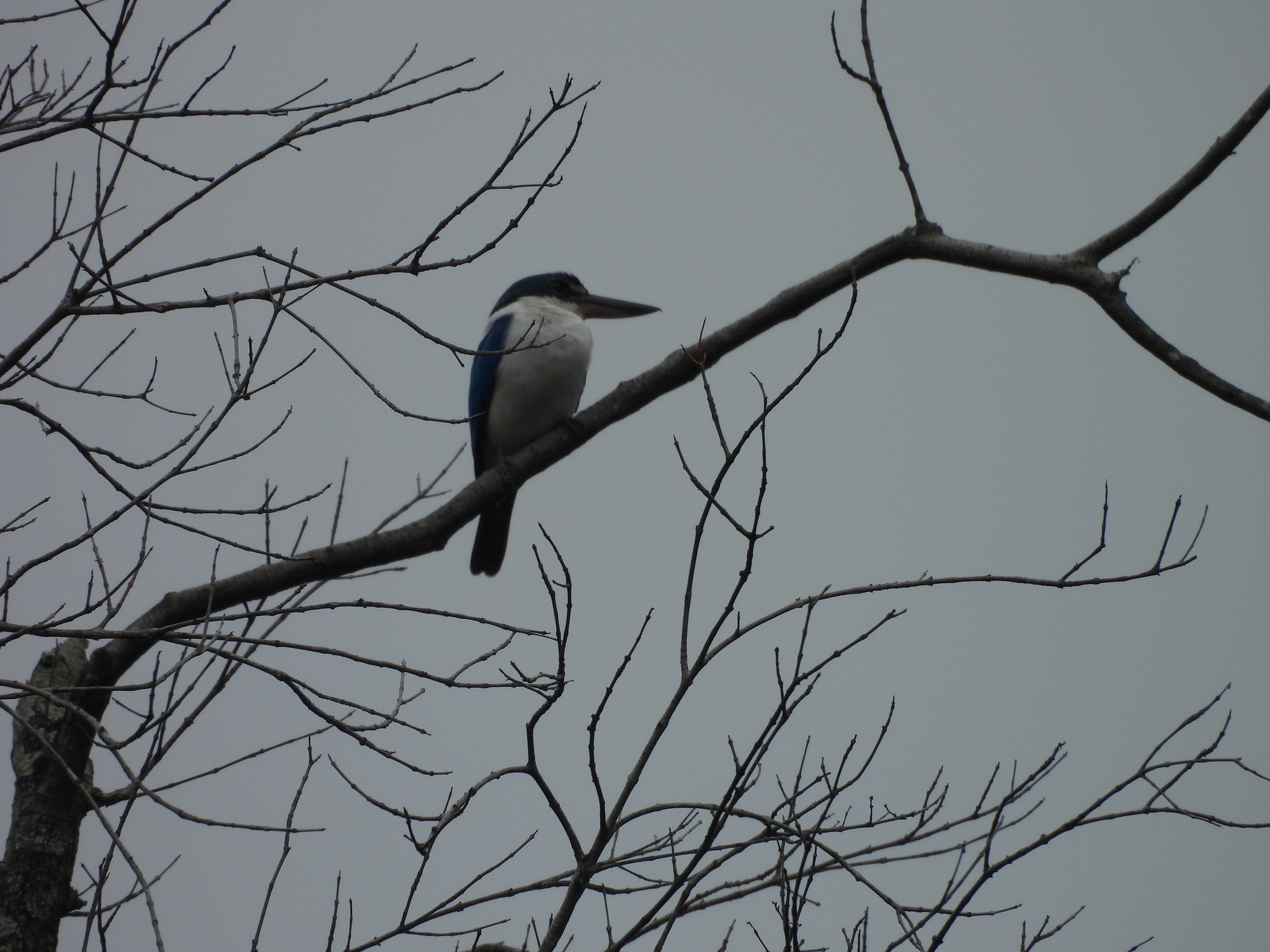 Collared Kingfisher (Todiramphus chloris), photo 5