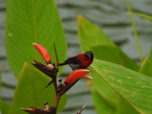 Crimson Sunbird (Aethopyga siparaja), photo 3