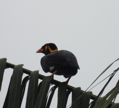 Common Hill Myna (Gracula religiosa), photo 2