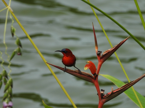 Crimson Sunbird (Aethopyga siparaja), photo 4