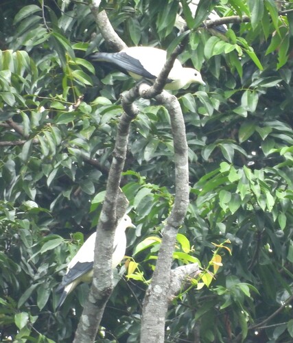 Pied Imperial Pigeon (Ducula bicolor)