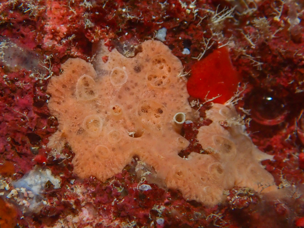 Crella brasiliensis